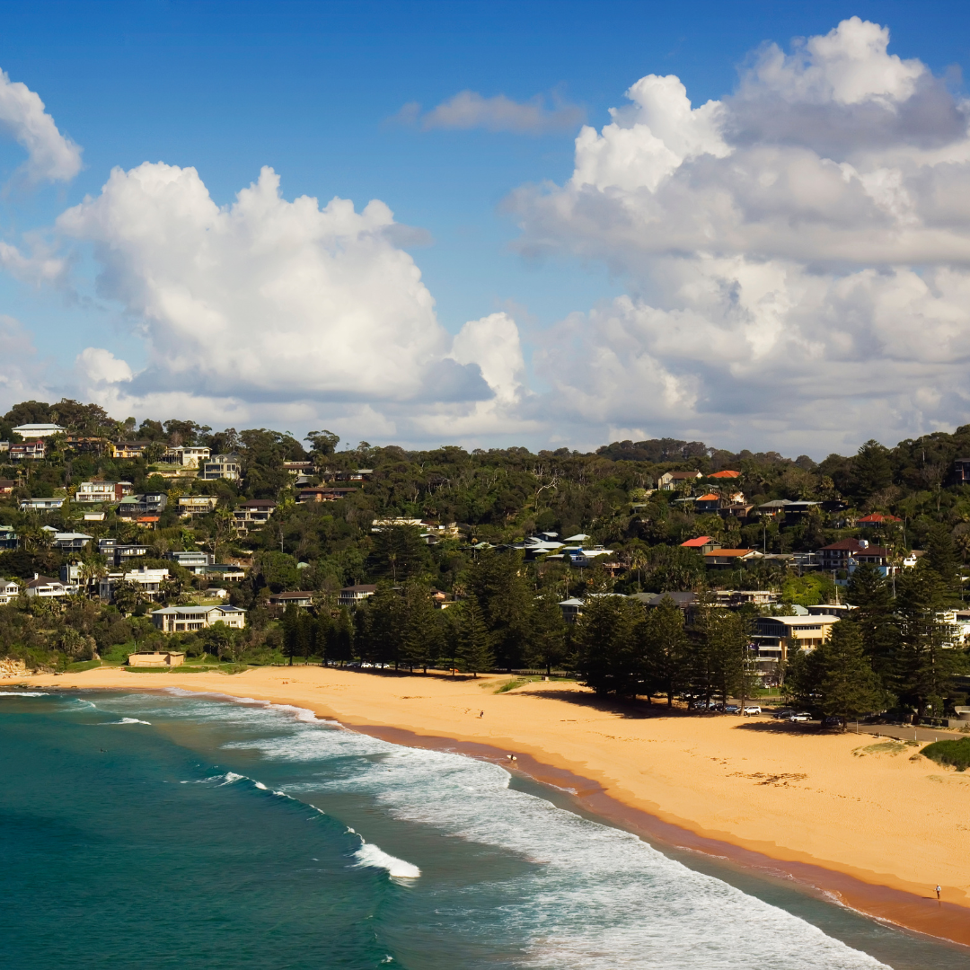 24 Elevated perspective of Whale Beach from the northern cliffs, highlighting architect-designed beach homes surrounded by native vegetation, overlooking pristine sands and open ocean.