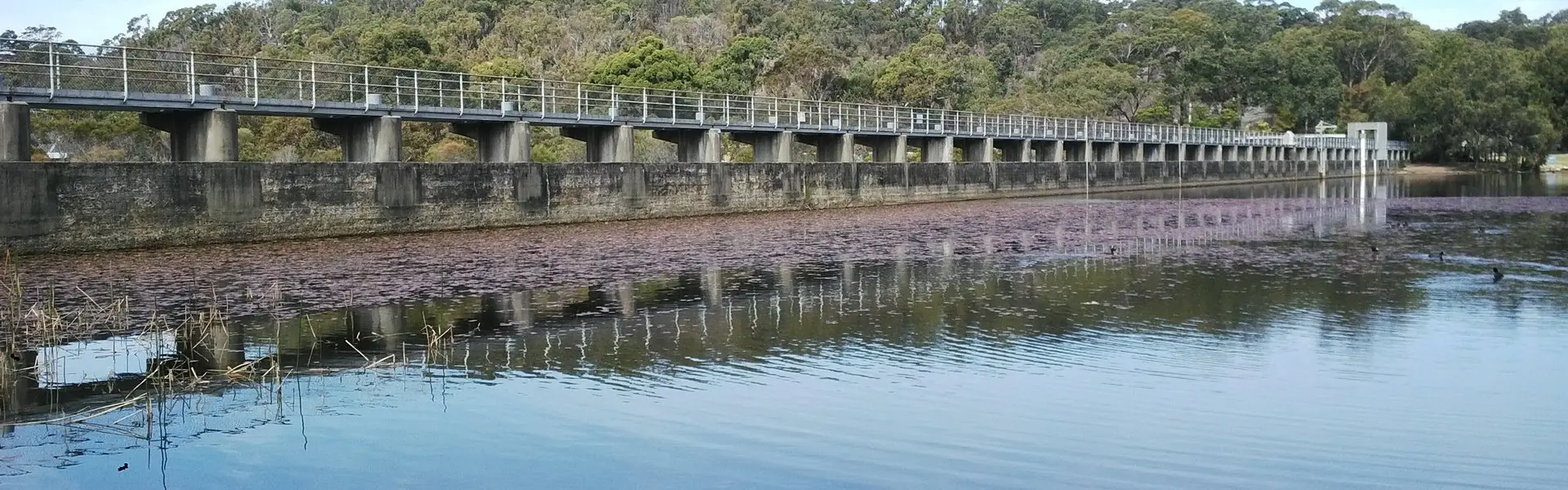 The Manly Dam wall, in the bushland beside North Balgowlah