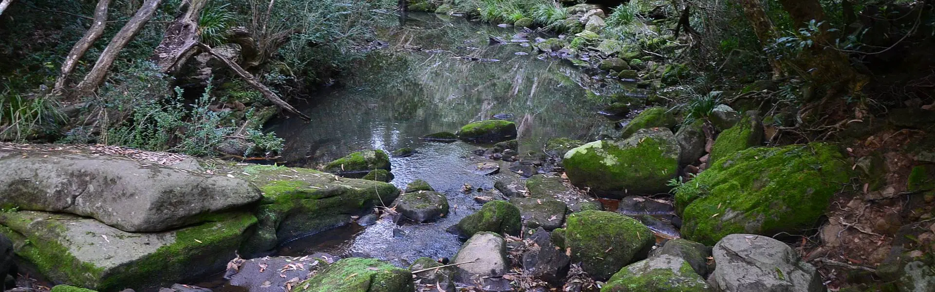 The Lane Cove River in Lane Cove National Park, near South Turramurra