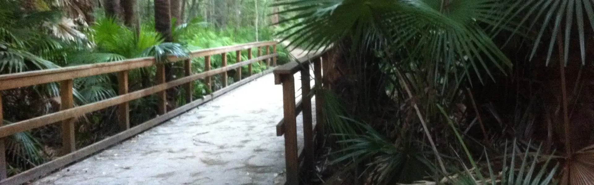 A bush boardwalk on the Narrabeen Lagoon Trail, near Wheeler Heights