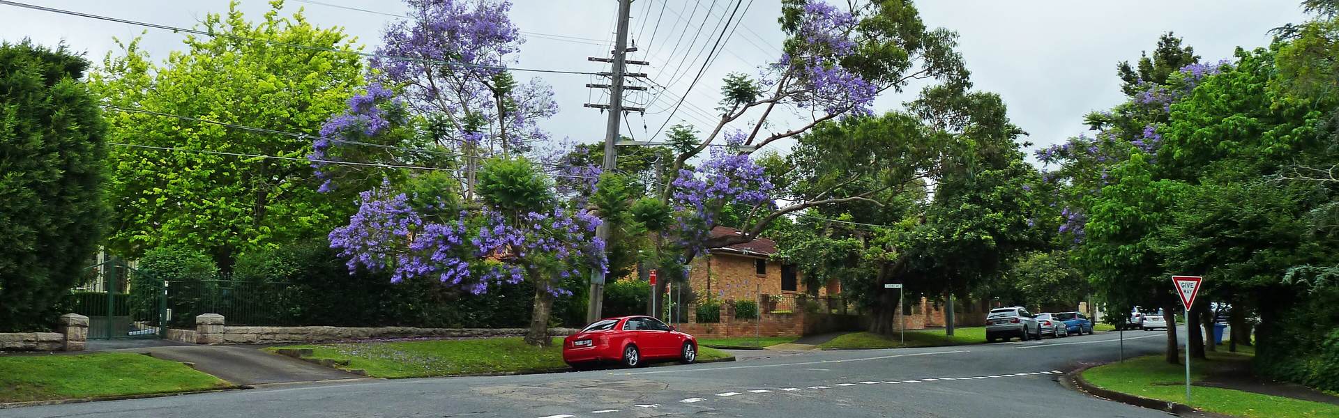 Jacarandas in flower at Springdale Road and Stanhope Road, Killara
