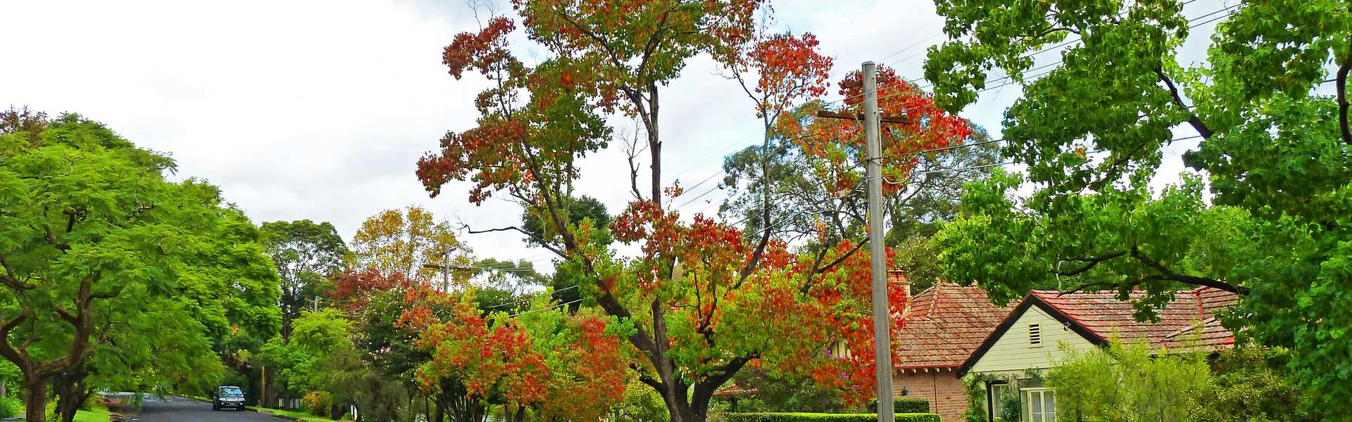 Waimea Road, Lindfield, a leafy street of bungalows under autumn trees