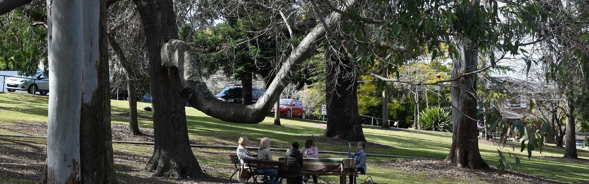 Old gum trees in Robert Pymble Park, Pymble